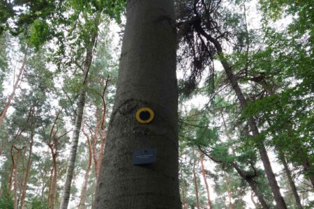 Beerdigung Ruheforst Baumbestattung